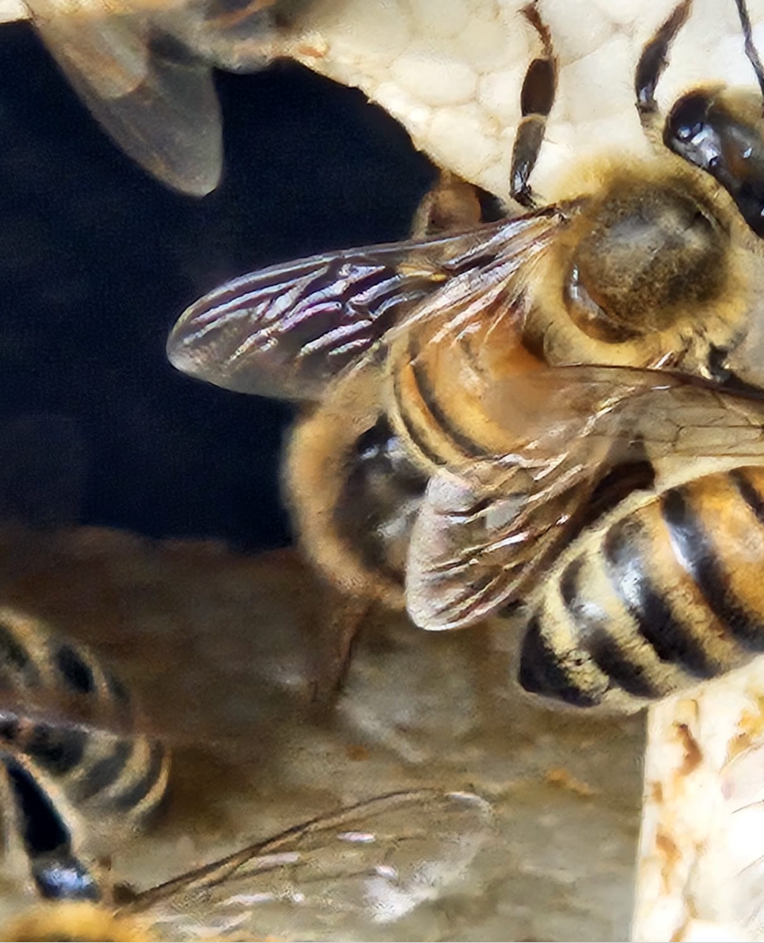Beekeeping equipment